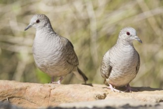 Inca Dove (Columbina inca), Texas, USA