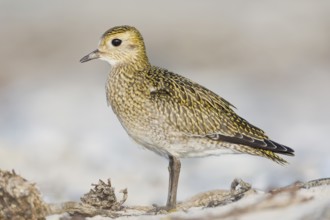 Goldregenpfeifer, Pluvialis apricaria European Golden Plover, Pluvialis apricaria