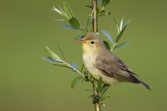 Icterine Warbler (Hippolais icterina), Baden-Wuerttemberg, Germany
