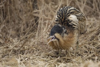Eurasian Bittern (Botaurus stellaris) male, Nizhegorodskaya, Russia