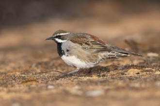 Chestnut Quail-thrush (Cinclosoma castanotum) young male perched on the ground, Victoria, Australia