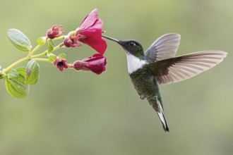 Collared Inca (Coeligena torquata) flying while feeding at a flower in Colombia, South America