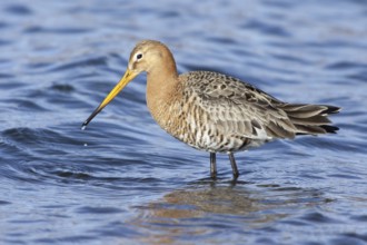 Black-tailed Godwit (Limosa limosa), Netherlands