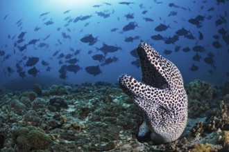 Große Netzmuräne, Gymnothorax favagineus, Rotzahn-Drückerfisch, Odonus niger Laced Moray,