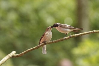 European Pied Flycatcher (Ficedula hypoleuca), Lower Saxony, Germany