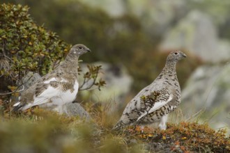 Rock Ptarmigan (Lagopus muta), Tyrol, Austria