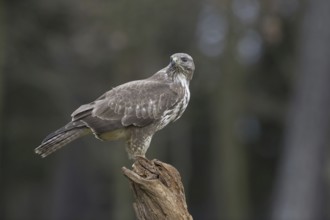 Common Buzzard (Buteo buteo), Saxony, Germany