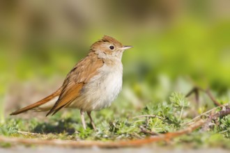 Common Nightingale (Luscinia megarhynchos), Baden-Wuerttemberg, Germany