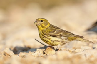 European Serin (Serinus serinus), Croatia