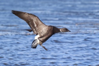 Brant Goose (Branta bernicla) landing, Netherlands
