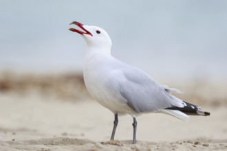 Audouin's Gull (Ichthyaetus audouinii) calling, Mallorca, Spain