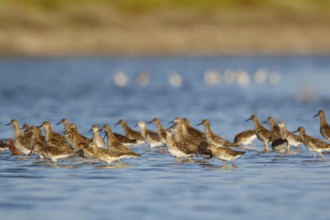 Ruff (Calidris pugnax) group foraging, Lesvos, Greece