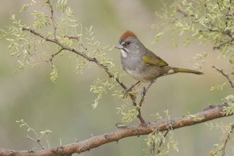 Green-tailed Towhee (Pipilo chlorurus) perched on a branch, Arizona, USA