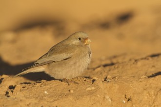 Trumpeter Finch (Bucanetes githagineus), Morocco