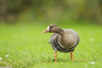 Greater White-fronted Goose (Anser albifrons), Bavaria, Germany