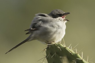 Southern Grey Shrike (Lanius meridionalis), Morocco