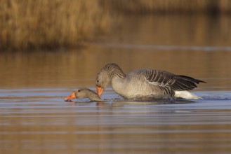 Greylag Goose (Anser anser) pair mating, Utrecht, Netherlands