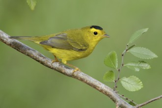 Wilson's Warbler (Cardellina pusilla), Texas, USA