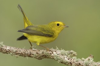 Wilson's Warbler (Cardellina pusilla) female, Texas, USA