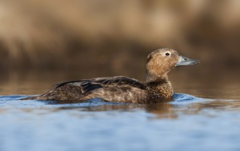 Steller's Eider (Polysticta stelleri) female, Alaska, USA