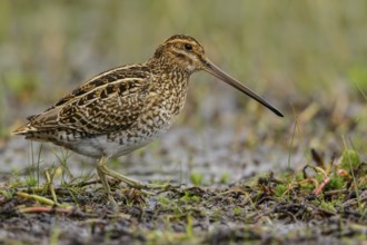 Noble Snipe (Gallinago nobilis) feeding in a lake in the Andes mountains in Colombia
