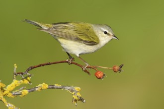 Tennessee Warbler (Leiothlypis peregrina), Texas, USA