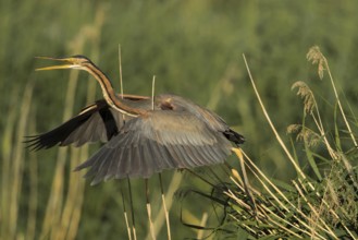 Purple Heron (Ardea purpurea) flying, Baden-Wuerttemberg, Germany