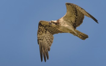 Fischadler (Pandion haliaetus) beim Überflug