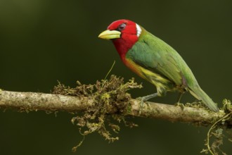 Red-headed Barbet (Eubucco bourcierii) perched on a branch in the Andes mountains of Colombia