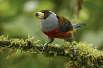 Toucan Barbet (Semnornis ramphastinus) perched on a branch in the Andes mountains of Colombia