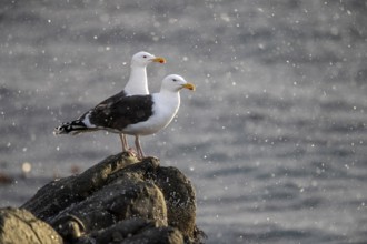 Great Black-backed Gull (Larus marinus) perched on a rock in water, Norway