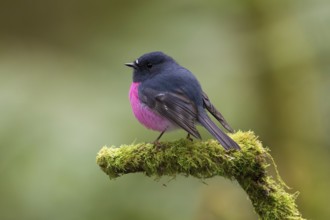 Pink Robin (Petroica rodinogaster) male perched on a mossy branch, Victoria, Australia