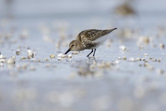 Dunlin (Calidris alpina) foraging on shoreline, Mecklenburg-Western Pomerania, Germany