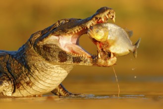 Caiman with piranha. Crocodile catch fish in river water, evening lightr. Yacare Caiman, crocodile