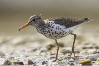 Spotted Sandpiper (Actitis macularius) foraging, North Rhine-Westphalia, Germany