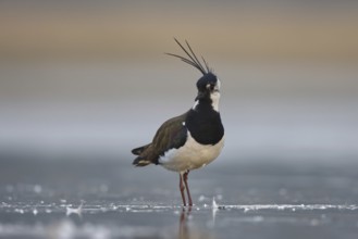 Northern Lapwing (Vanellus vanellus) male, North Rhine-Westphalia, Germany