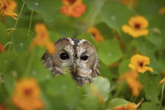 Tawny Owl (Strix aluco) captive, Germany