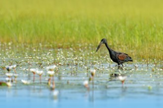 African Openbill, black large African stork. Bird with unusual bill useful to extract snails in
