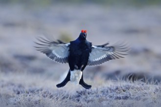 Black grouse on the pine tree. Nice bird Grouse, Tetrao tetrix, in marshland, Russia. Spring mating