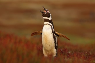 Penguin in the red evening grass, Magellanic penguin, Spheniscus magellanicus. Black and white