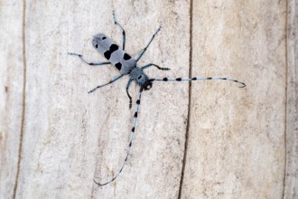 Rosalia Longicorn (Rosalia alpina) close-up on tree trunk, Bavaria, Germany