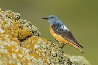 Common Rock Thrush (Monticola saxatilis) male perched on a rock, Castile and Leon, Spain