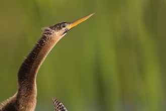 Anhinga (Anhinga anhinga), Florida, USA