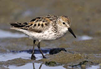 Western Sandpiper (Calidris mauri), British Columbia, Canada
