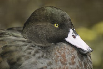 Blue Duck (Hymenolaimus malacorhynchos), New Zealand