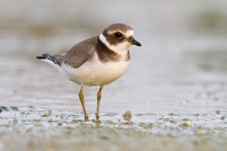 Common Ringed Plover (Charadrius hiatucula), walking on marsh shore, Galicia, Spain