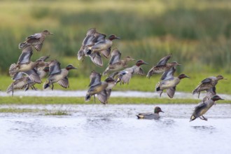 Eurasian Teal (Anas crecca) group landing, North Rhine-Westphalia, Germany