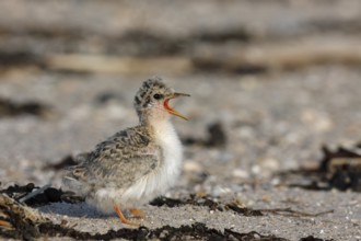 Little Tern (Sternula albifrons) calling chick, Lower Saxony, Germany
