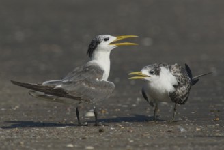 Greater Crested Tern (Thalasseus bergii), Oman