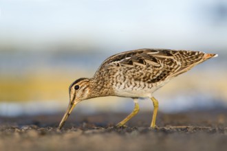 Latham's Snipe (Gallinago hardwickii) foraging, Victoria, Australia